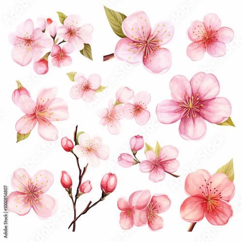 Watercolor Blossom Clipart Set on White Background