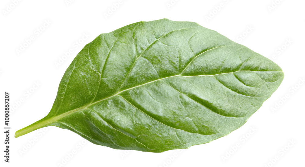 Obraz premium Fresh basil leaf with vibrant green color, isolated on transparent cutout background