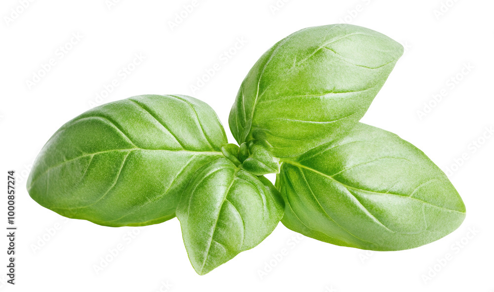 Fresh basil leaves with vibrant green color, isolated on transparent cutout background Fresh basil leaves with vibrant green color, isolated on transparent cutout background