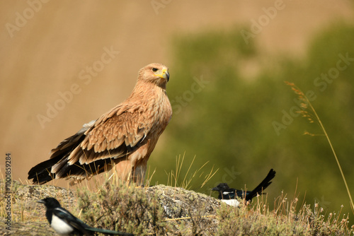 joven aguila imperial se alimenta en el campo photo