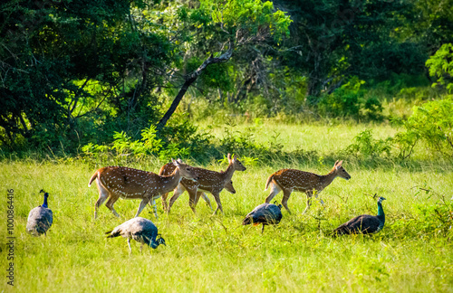 Spotted deer and peacock in nature Yala Sri Lanka