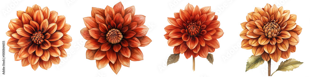Dahlias in autumn Dahlias in autumn
