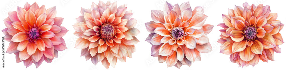 Fototapeta premium Dahlias in autumn
