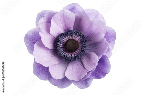 beautiful purple anemone flower on white background
