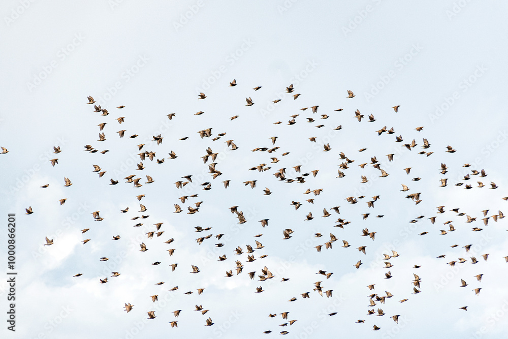 flock of migrating birds against the sky flock of migrating birds against the sky