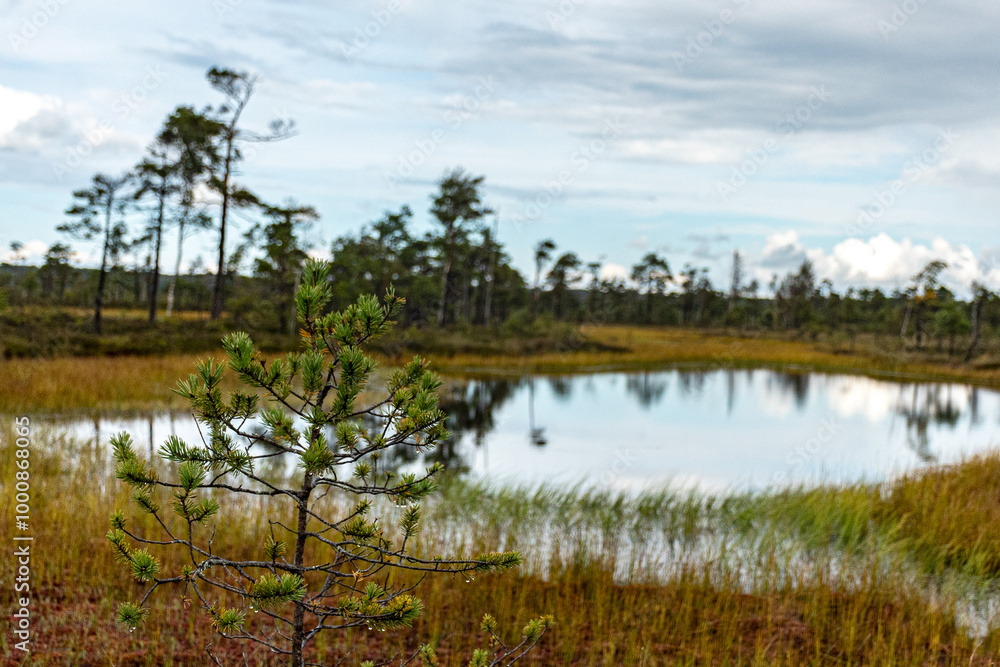 bog lake, bog pines and traditional bog vegetation, Nigula nature reserve is Nigula bog, a typical western Estonian bog bog lake, bog pines and traditional bog vegetation, Nigula nature reserve is Nigula bog, a typical western Estonian bog