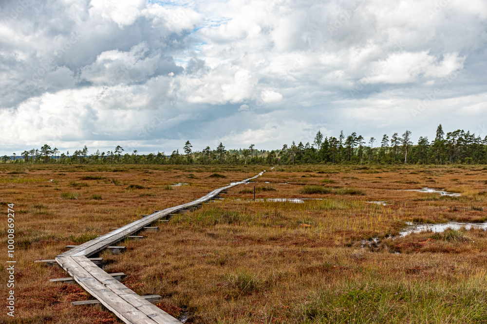 Fototapeta premium wooden footbridge in the bog, traditional bog vegetation, Nigula nature reserve is Nigula bog, a typical western Estonian bog