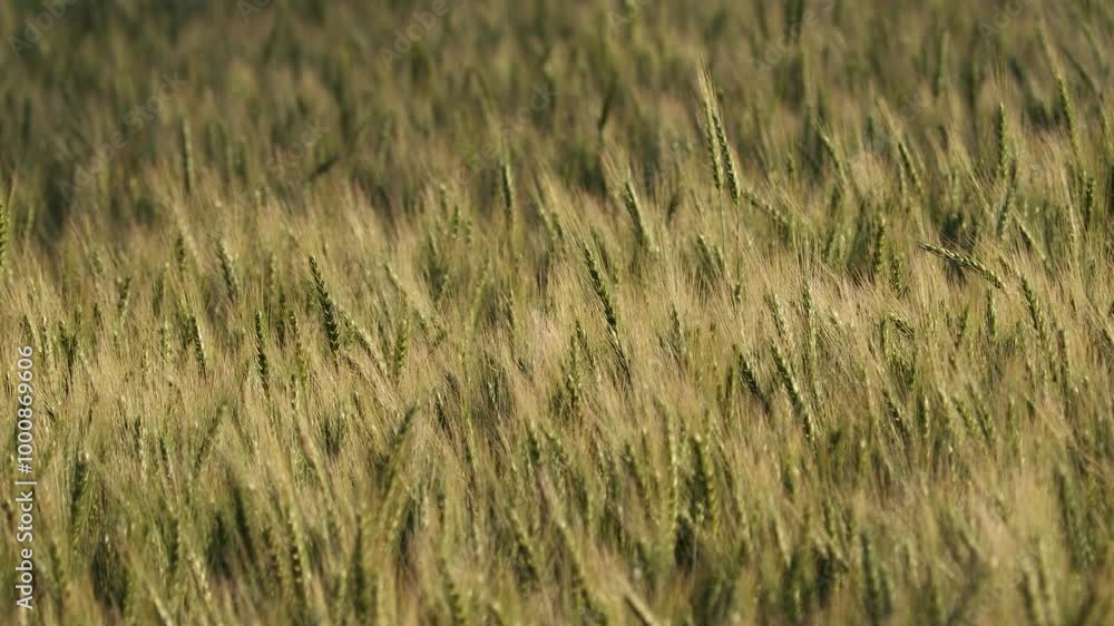 Beautiful green ears crop of wheat in the field. Close-up view of golden ripe wheat field under shining sunlight, field harvest season. Rich harvest concept. Beautiful green ears crop of wheat in the field. Close-up view of golden ripe wheat field under shining sunlight, field harvest season. Rich harvest concept.