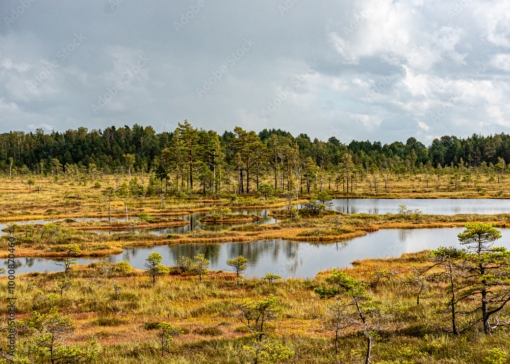 bog wetland, grass, bog pines and traditional bog vegetation, Nigula nature reserve is Nigula bog, a typical western Estonian bog bog wetland, grass, bog pines and traditional bog vegetation, Nigula nature reserve is Nigula bog, a typical western Estonian bog