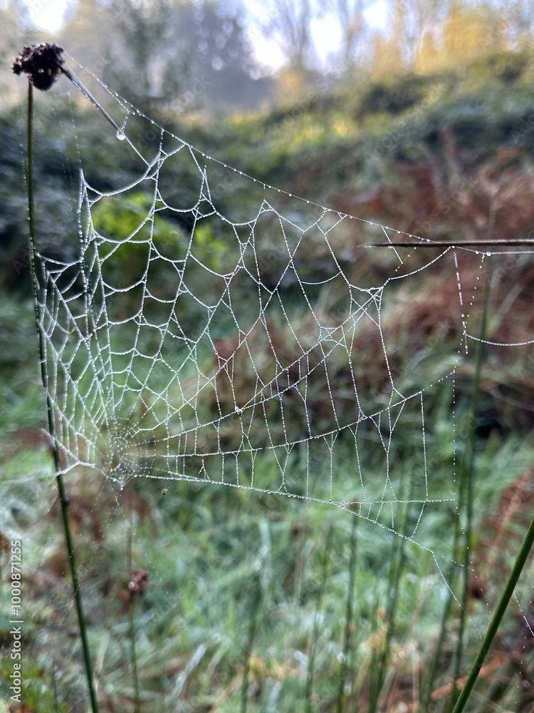 spider web with dew drops