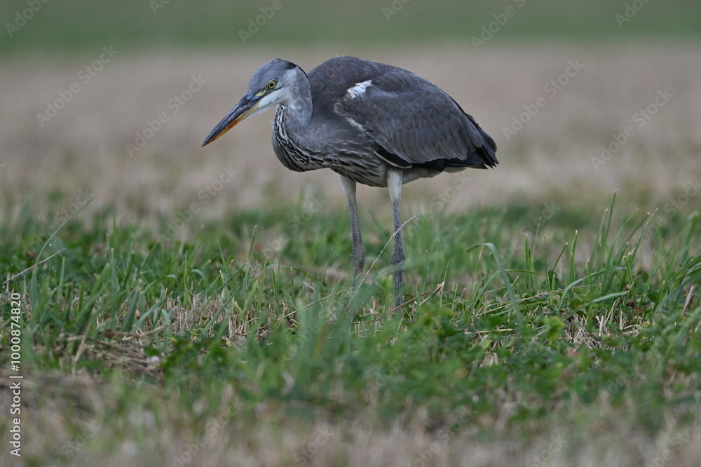 Fototapeta premium Graureiher / Fischreiher - wildlebend, bei der Futtersuche
