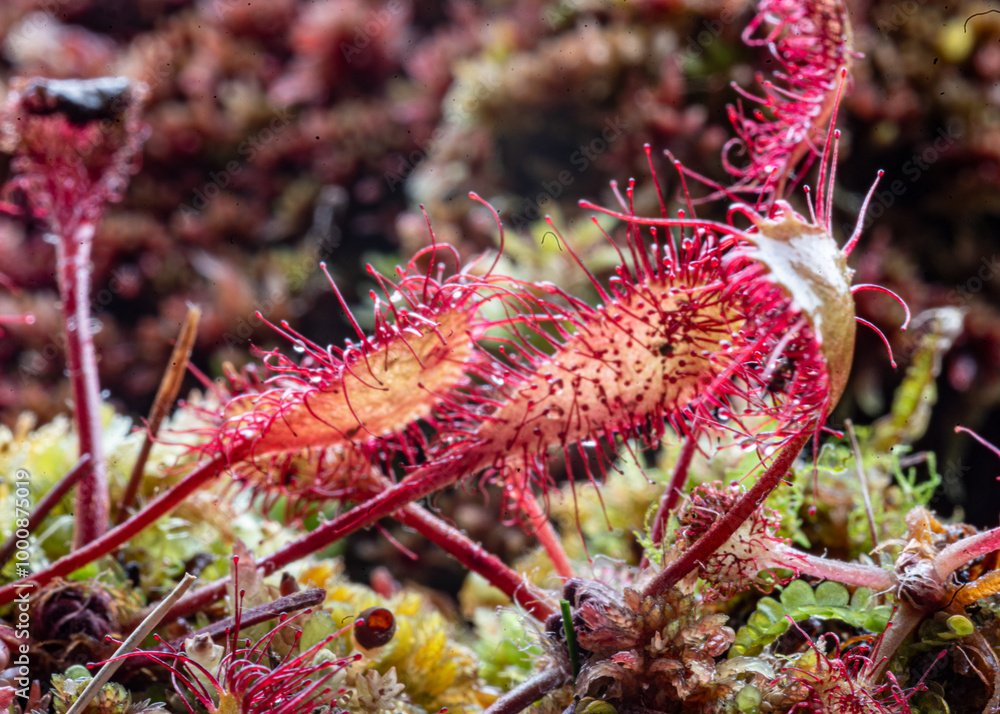 a traditional bog plant, Drosera is a genus of insectivorous plants, bog vegetation a traditional bog plant, Drosera is a genus of insectivorous plants, bog vegetation