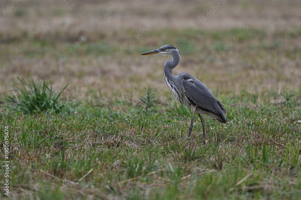 Graureiher / Fischreiher - wildlebend, bei der Futtersuche Graureiher / Fischreiher - wildlebend, bei der Futtersuche