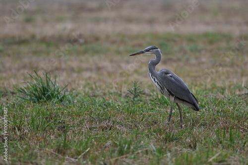 Graureiher / Fischreiher - wildlebend, bei der Futtersuche