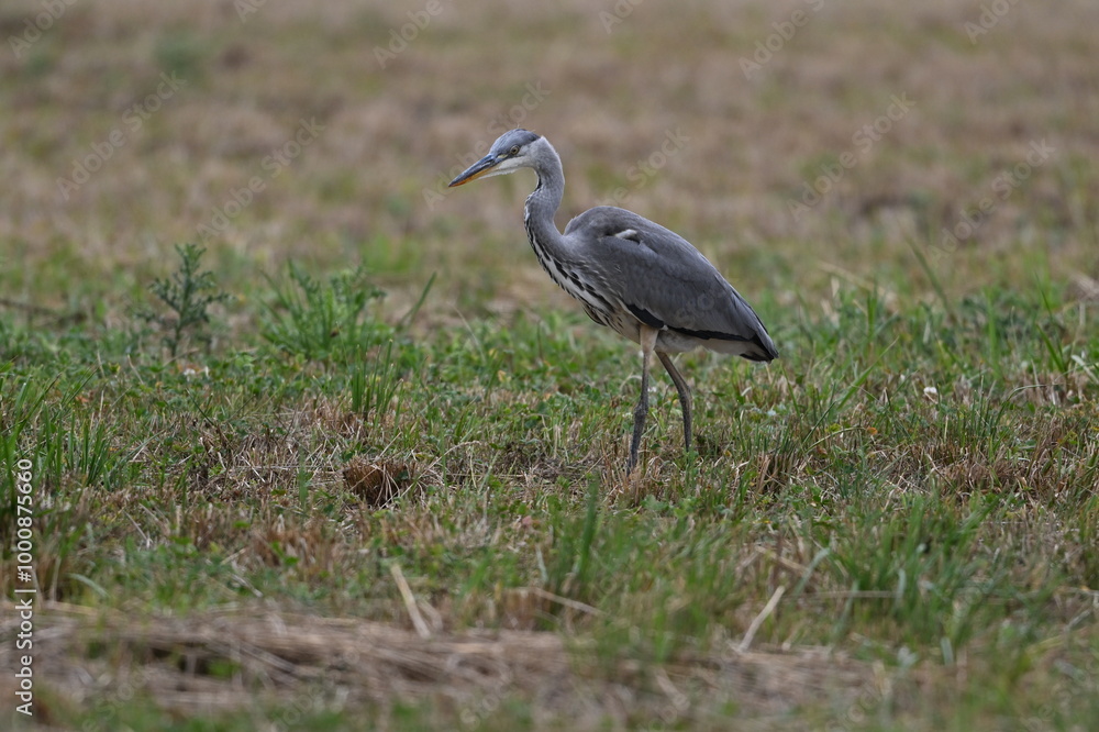 Graureiher / Fischreiher - wildlebend,
bei der Futtersuche Graureiher / Fischreiher - wildlebend,
bei der Futtersuche