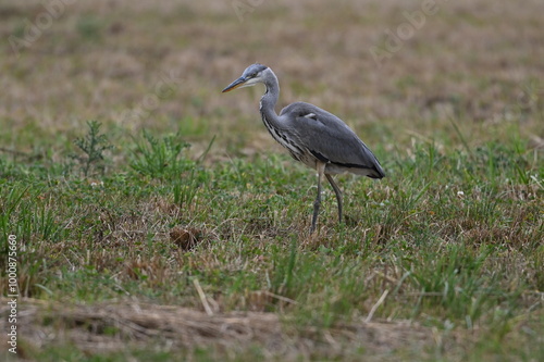 Graureiher / Fischreiher - wildlebend,
 bei der Futtersuche