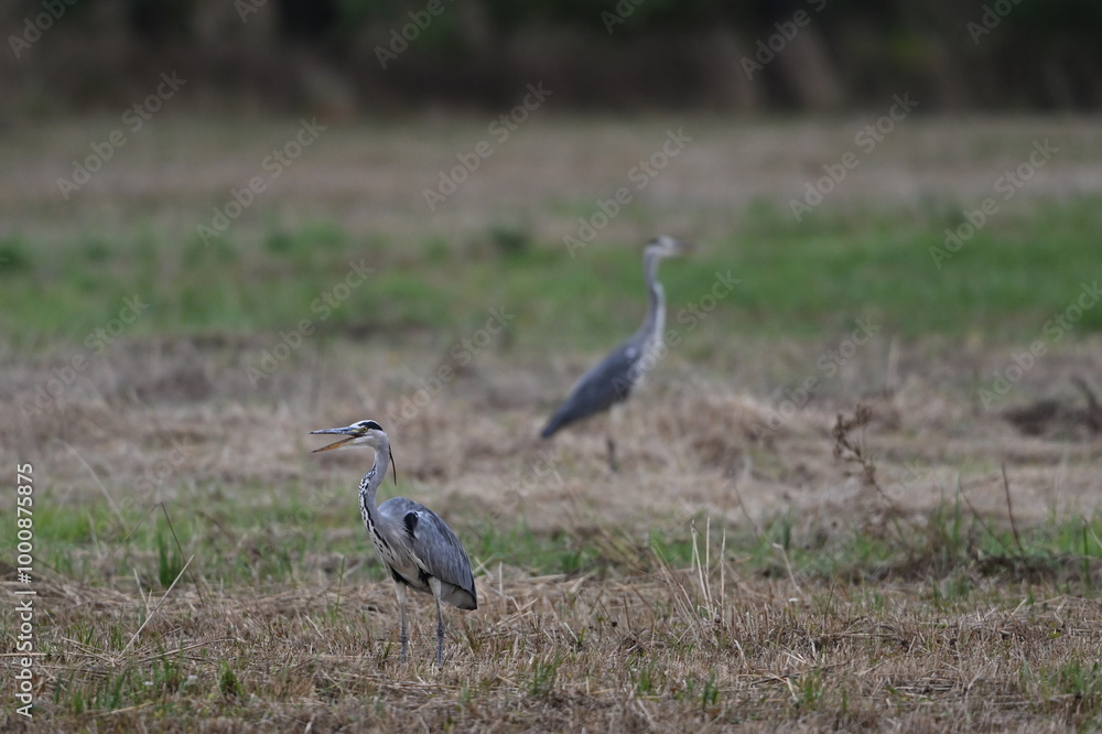 Graureiher / Fischreiher - wildlebend,
bei der Futtersuche Graureiher / Fischreiher - wildlebend,
bei der Futtersuche