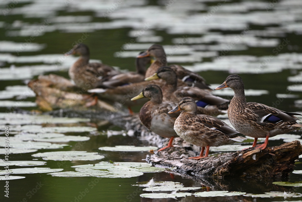 Stockenten auf einem Baumstamm im Wasser Stockenten auf einem Baumstamm im Wasser