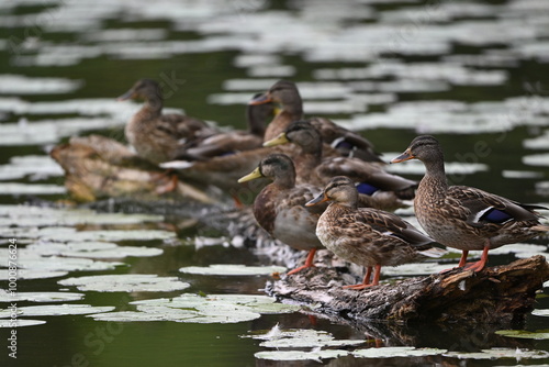 Stockenten auf einem Baumstamm im Wasser