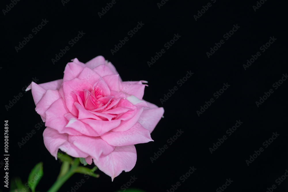 Full blooming of pink rose in Japan in autumn