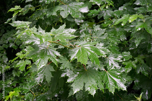 Spitzahorn im Regen, Nasse Ahornblätter glänzen bei Tag