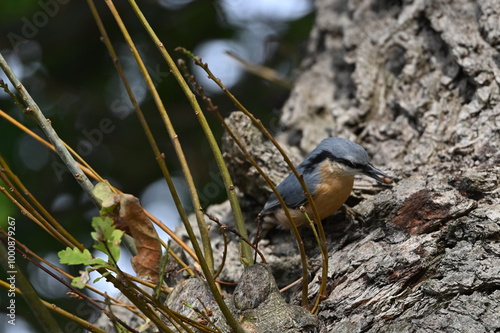 Kleiber mit Beere im Schnabel photo