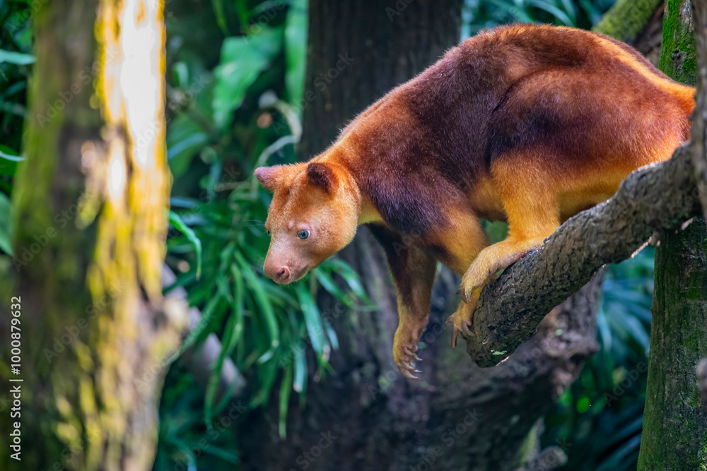 Obraz premium a Goodfellow's tree-kangaroo stands on trunk. It belongs to the family Macropodidae. It has short, woolly fur,usually chestnut to red-brown in color, a grey-brown face, a long, golden brown tail