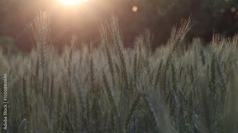 Beautiful green ears crop of wheat in the field. Close-up view of golden ripe wheat field under shining sunlight, field harvest season. Rich harvest concept. Beautiful green ears crop of wheat in the field. Close-up view of golden ripe wheat field under shining sunlight, field harvest season. Rich harvest concept.