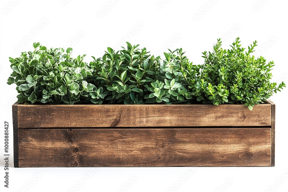 Fototapeta premium White backdrop with isolated plants in a wooden planter box. Generative Ai