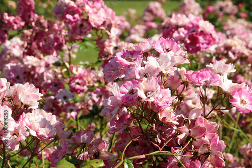 pink rose flowers in garden