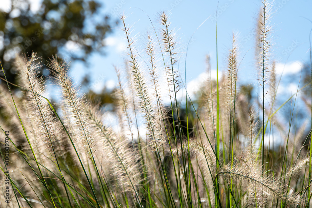 Fototapeta premium Weiße Gräser mit verschwommenem blauen Hintergrund