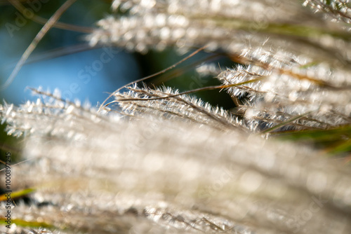 Weiße Gräser mit verschwommenem blauen Hintergrund