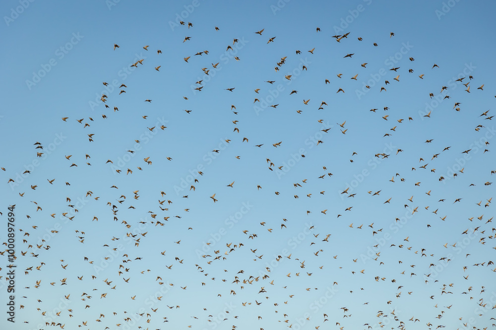 flock of birds on a clear blue background flock of birds on a clear blue background