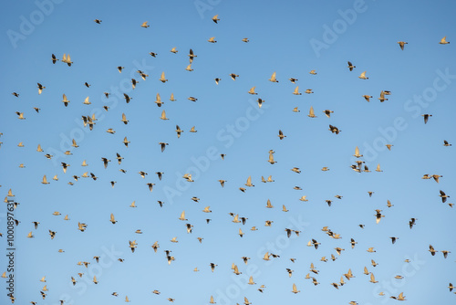 flock of birds on a clear blue background