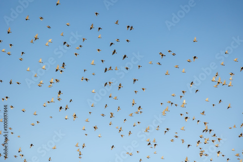 flock of birds on a clear blue background