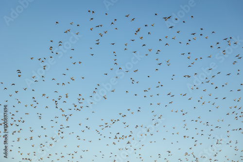 flock of birds on a clear blue background