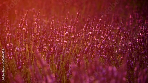 Lavender field at sunset evening light, Provence France.
