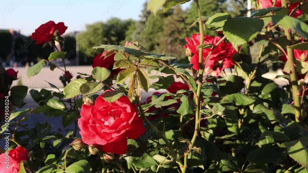 A large bush of red roses on a flowerbed against the background of pedestrians and a road with cars. B roll A large bush of red roses on a flowerbed against the background of pedestrians and a road with cars. B roll
