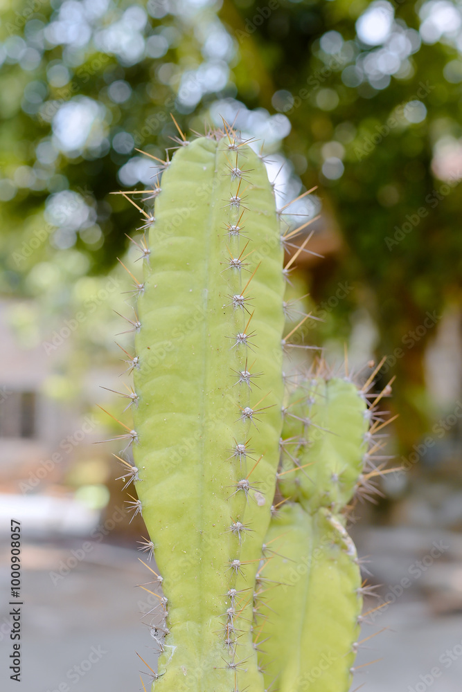 Naklejka premium Cactus with long, sharp spines 