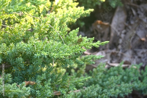 Chinese juniper. Juniperus chinensis Hetzi Glauca close up