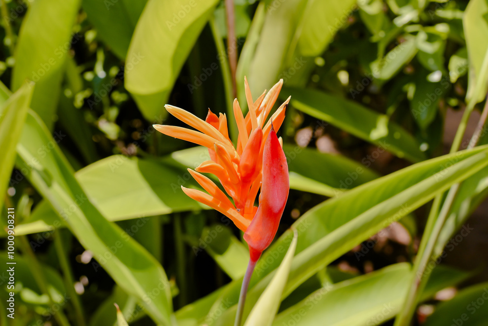 A vibrant red Heliconia flower with long, slender petals resembling lobster claws
A vibrant red Heliconia flower with long, slender petals resembling lobster claws