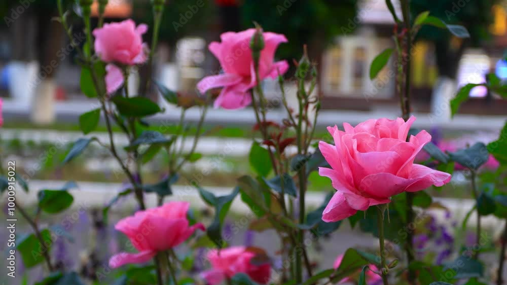Delicate pink rose flowers on a bush close-up against the background of moving cars and pedestrians. B roll Delicate pink rose flowers on a bush close-up against the background of moving cars and pedestrians. B roll