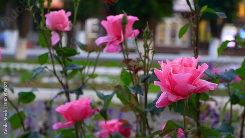 Wallpaper Mural Delicate pink rose flowers on a bush close-up against the background of moving cars and pedestrians. B roll Torontodigital.ca