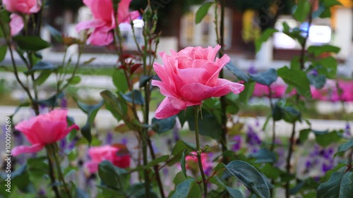 Delicate pink rose flowers on a bush close-up against the background of moving cars and pedestrians. B roll