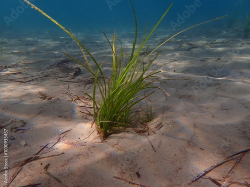 Neptune grass or Mediterranean tapeweed (Posidonia oceanica) undersea, Aegean Sea, Greece, Skiathos island, Vasilias beach photo