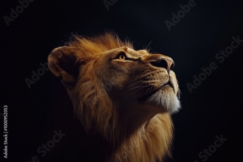 a lion looking up sideways on a black background