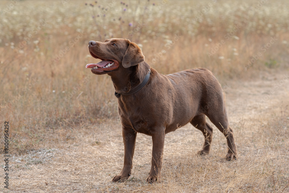 brown labrador at walk outdoors in field, standing on trail, tongue out, dogwalking concept brown labrador at walk outdoors in field, standing on trail, tongue out, dogwalking concept