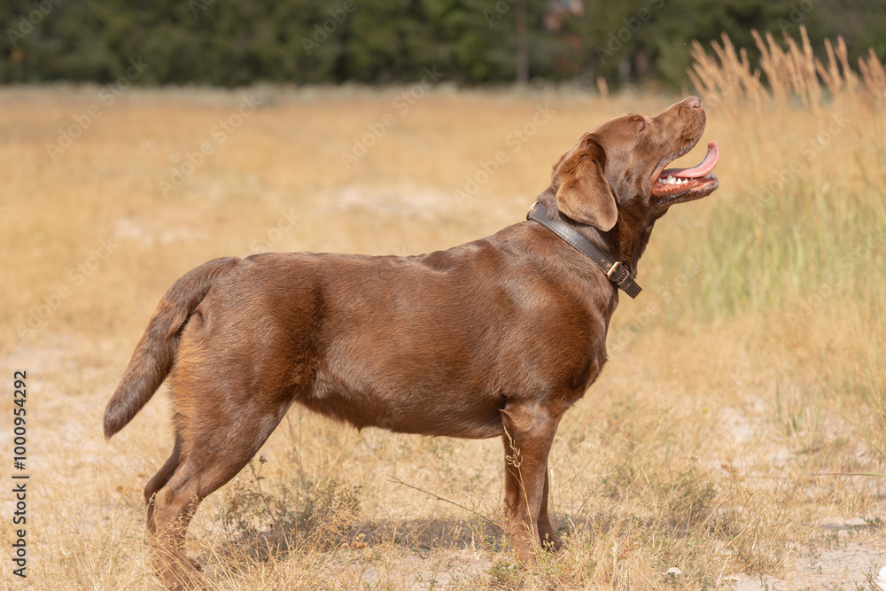brown labrador at walk outdoors in field, standing on trail, tongue out, dogwalking concept brown labrador at walk outdoors in field, standing on trail, tongue out, dogwalking concept