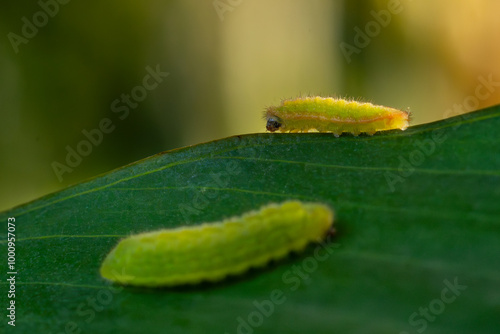 Plains Cupid or cycad blue (Luthrodes pandava) butterfly caterpillar, or larval stage. Grouping on a broad leaf surface, natural background photo