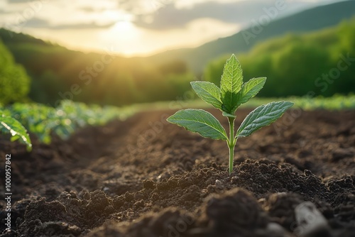 a young plant reaching towards soft morning light symbolizing growth and new beginnings encapsulated in a serene agricultural setting that promotes ecoliving ideals photo